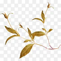 ��ɫ֦Ҷ-������