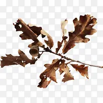 棕色枯枝枯叶-空若网 棕色枯枝枯叶-空若网