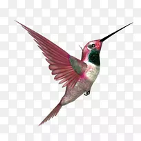 �����첩����ë������-������