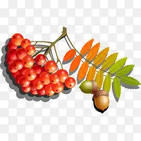 秋天野果矢量免抠素材-空若网 秋天野果矢量免抠素材-空若网
