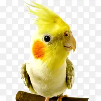 站树枝上的黄色鹦鹉-空若网 站树枝上的黄色鹦鹉-空若网