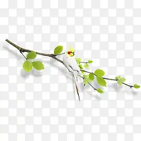 树枝上的鸟-空若网 树枝上的鸟-空若网