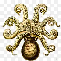 手绘章鱼-空若网 手绘章鱼-空若网