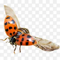 ��ɫ����ư������-������