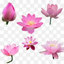 �����ɻ��ز�ͼƬ-������