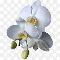 白色蝴蝶兰-空若网 白色蝴蝶兰-空若网