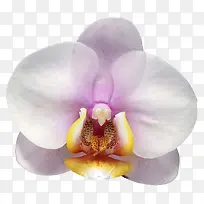 白色蝴蝶兰-空若网 白色蝴蝶兰-空若网