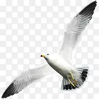 白色高飞飞鸟鸟儿-空若网 白色高飞飞鸟鸟儿-空若网