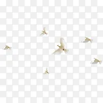 飞翔鸟儿白色高清-空若网 飞翔鸟儿白色高清-空若网