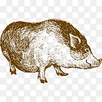 野猪手绘-空若网 野猪手绘-空若网