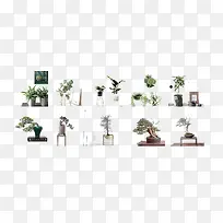 实物盆栽-空若网 实物盆栽-空若网