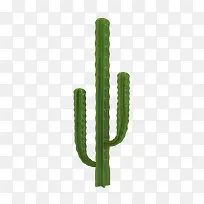 仙人掌实物-空若网 仙人掌实物-空若网