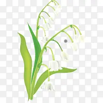 手绘铃兰-空若网 手绘铃兰-空若网