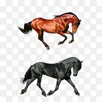 奔马素材-空若网 奔马素材-空若网