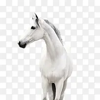 白色骏马-空若网 白色骏马-空若网