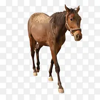 行走马匹-空若网 行走马匹-空若网