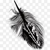 手绘黑色精美羽毛-空若网 手绘黑色精美羽毛-空若网