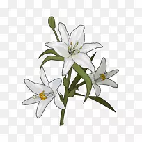 百合花植物百合科植物-空若网 百合花植物百合科植物-空若网