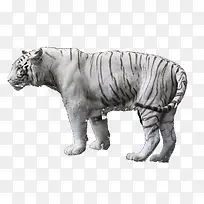 ���͵İ׻�-������