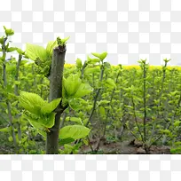 桑树田地-空若网 桑树田地-空若网