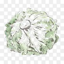 手绘包心菜-空若网 手绘包心菜-空若网