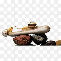 ��ţ-������