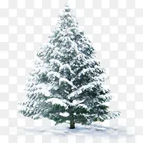 冬日清新户外大树-空若网 冬日清新户外大树-空若网