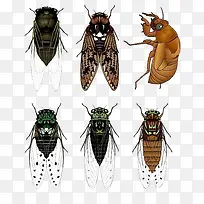 插画蝉素材-空若网 插画蝉素材-空若网