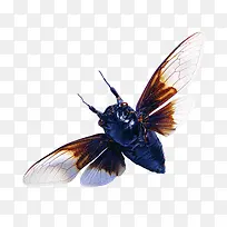 蝉翼素材-空若网 蝉翼素材-空若网