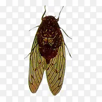 插画蝉素材-空若网 插画蝉素材-空若网