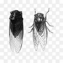 手绘蝉素材-空若网 手绘蝉素材-空若网
