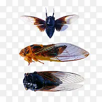 ��ֻ���ز�-������