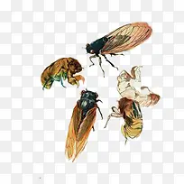 插画蝉素材-空若网 插画蝉素材-空若网