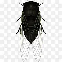 插画蝉素材-空若网 插画蝉素材-空若网