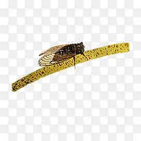 插画蝉素材-空若网 插画蝉素材-空若网