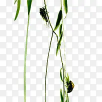 蝉翼-空若网 蝉翼-空若网