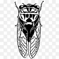 矢量图蝉-空若网 矢量图蝉-空若网