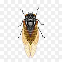 �廭���ز�-������