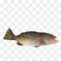 鱼类插画元素-空若网 鱼类插画元素-空若网