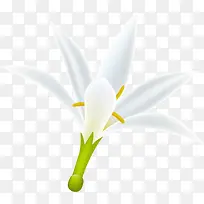 纯洁白色栀子花-空若网 纯洁白色栀子花-空若网