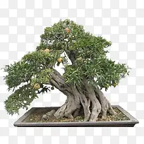 大型石榴树盆景-空若网 大型石榴树盆景-空若网