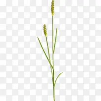 ��β�Ͳ�-������