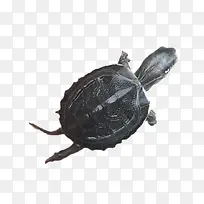 黑色乌龟-空若网 黑色乌龟-空若网