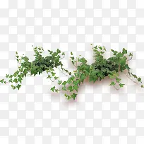 ÂÌÉ«°Ù²ÝÒ¶-¿ÕÈôÍø ÂÌÉ«°Ù²ÝÒ¶-¿ÕÈôÍø