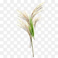 绿色小草-空若网 绿色小草-空若网