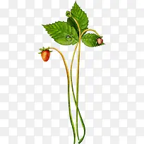 水果草莓树-空若网 水果草莓树-空若网