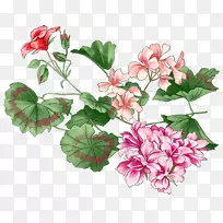 花卉.手绘花-空若网 花卉.手绘花-空若网