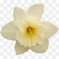 水仙开花植物花瓣开花植物水仙-空若网 水仙开花植物花瓣开花植物水仙-空若网