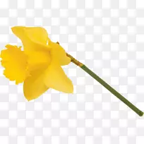 水仙开花植物花瓣植物茎水仙-空若网 水仙开花植物花瓣植物茎水仙-空若网