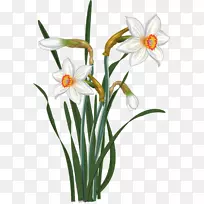 水彩画花水彩画水仙-空若网 水彩画花水彩画水仙-空若网